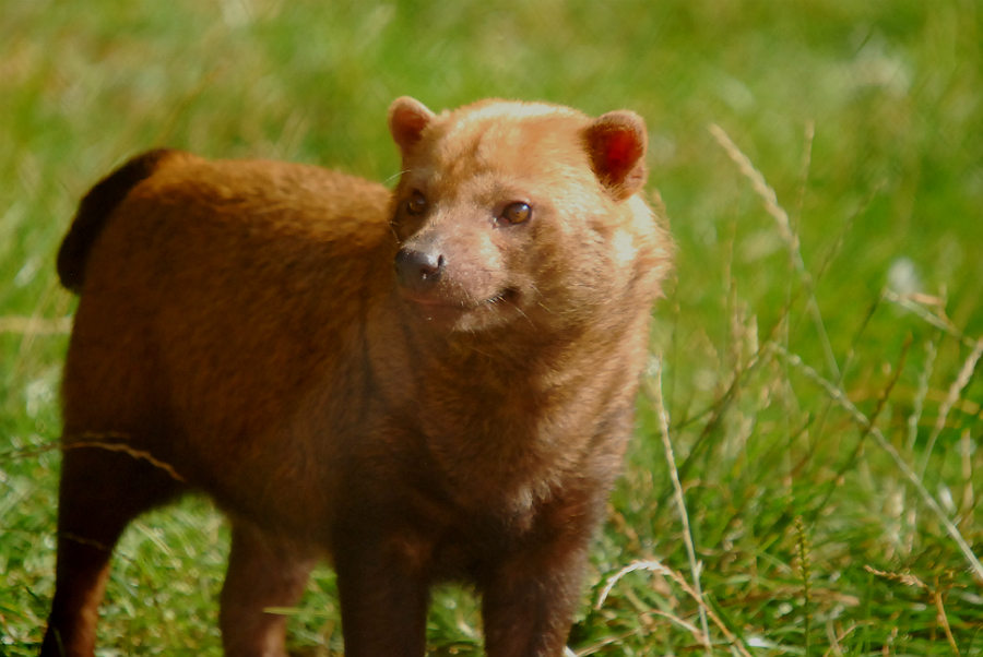 BUSH DOG