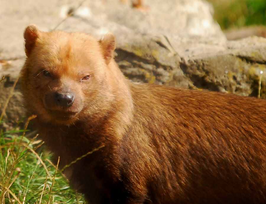 BUSH DOG