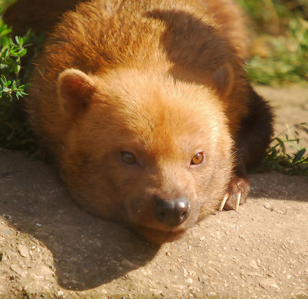 BUSH DOG