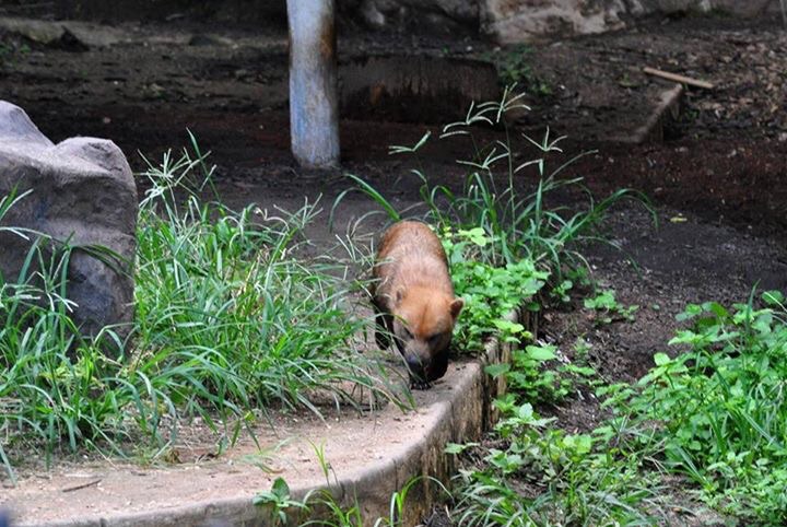 Bush Dog