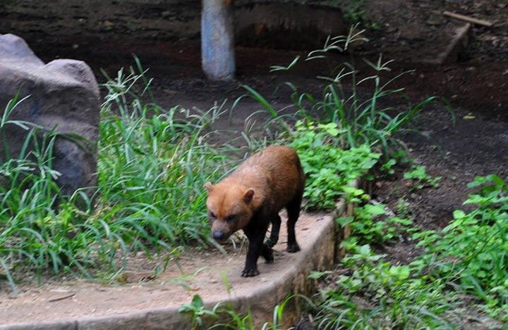 Bush Dog