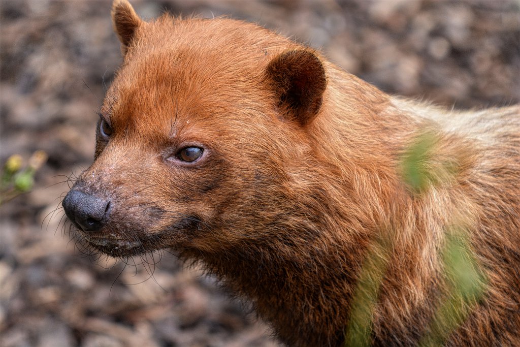 Bush Dog