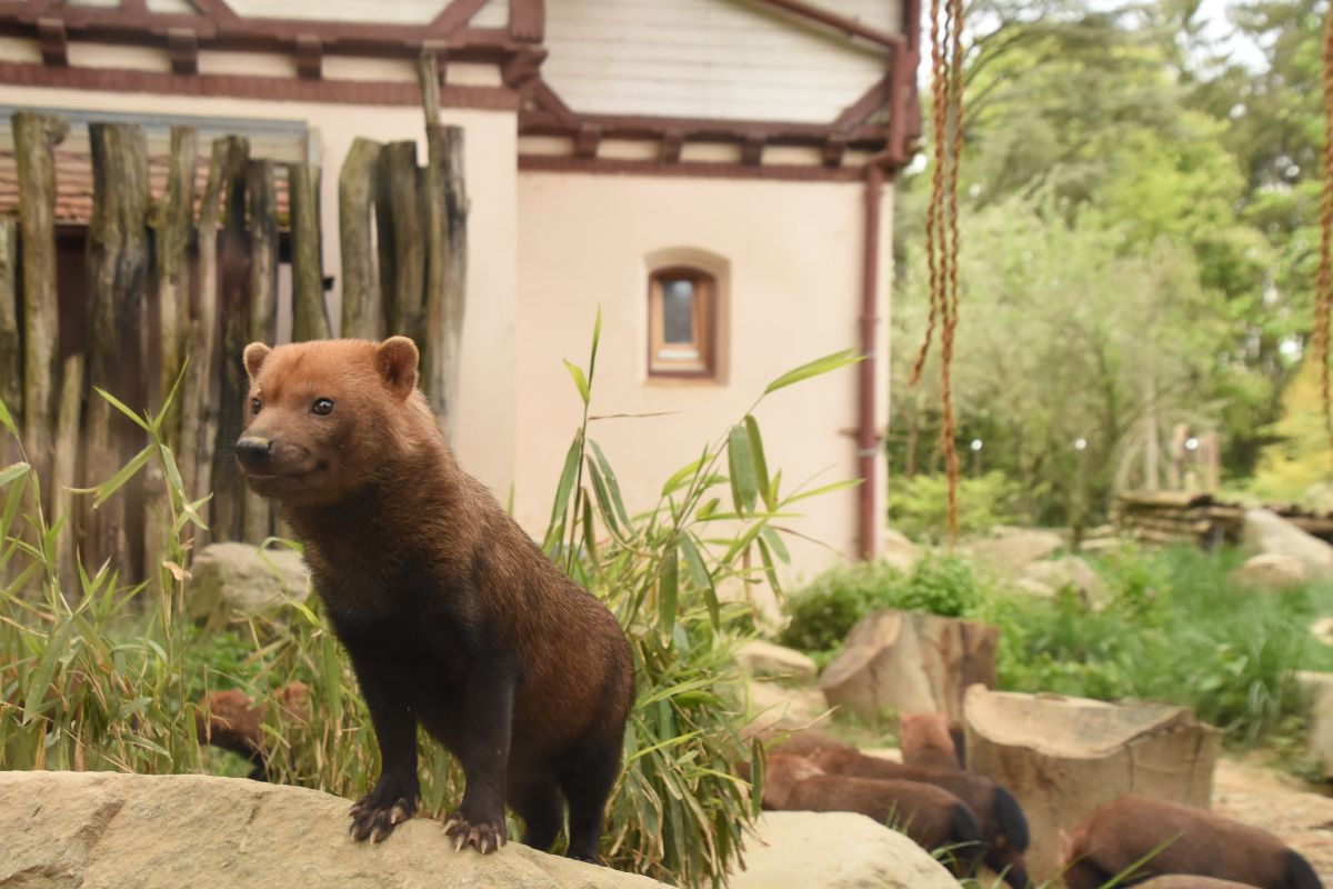 Bush dog