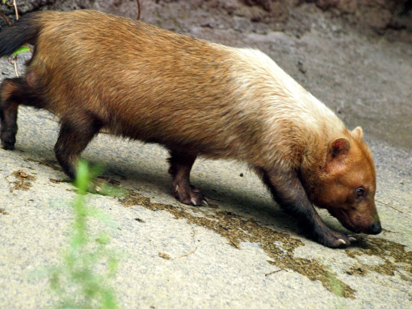 Bush dog