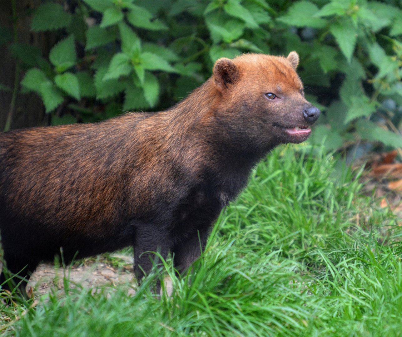 Bush Dog