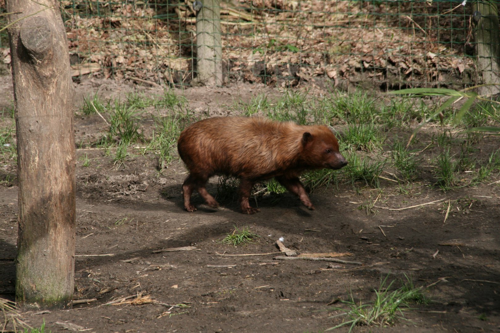 Bush dog