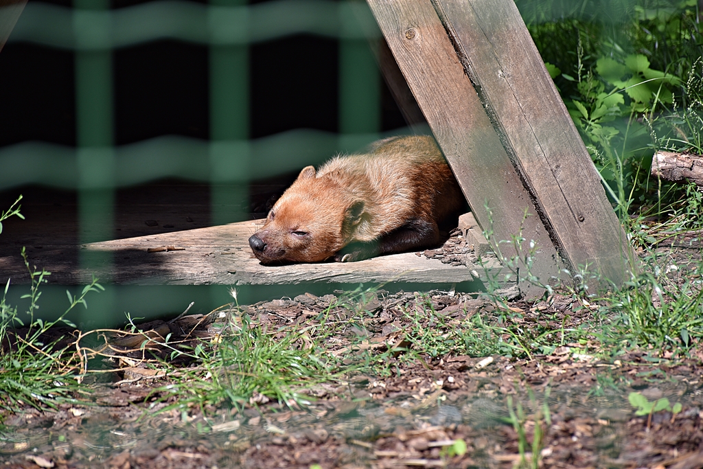 Bush dog