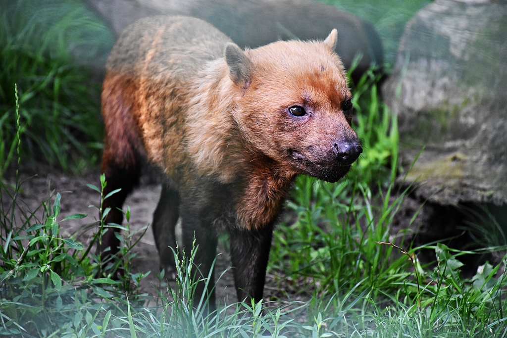 Bush dog