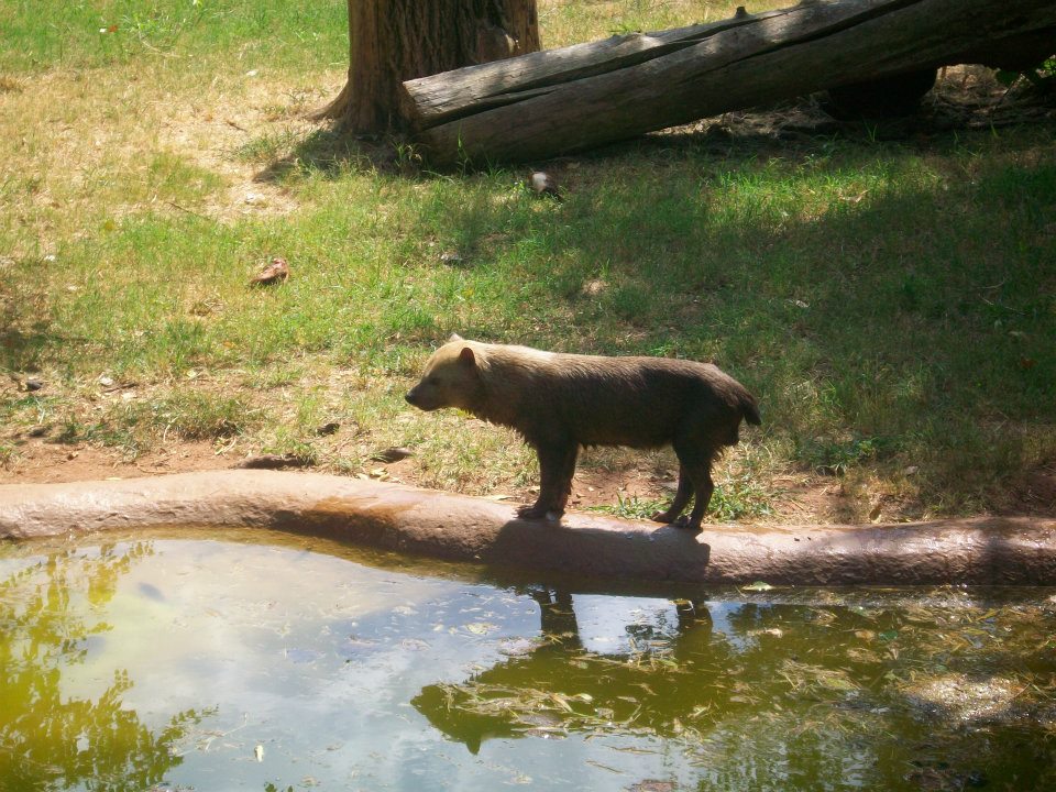Bush dog