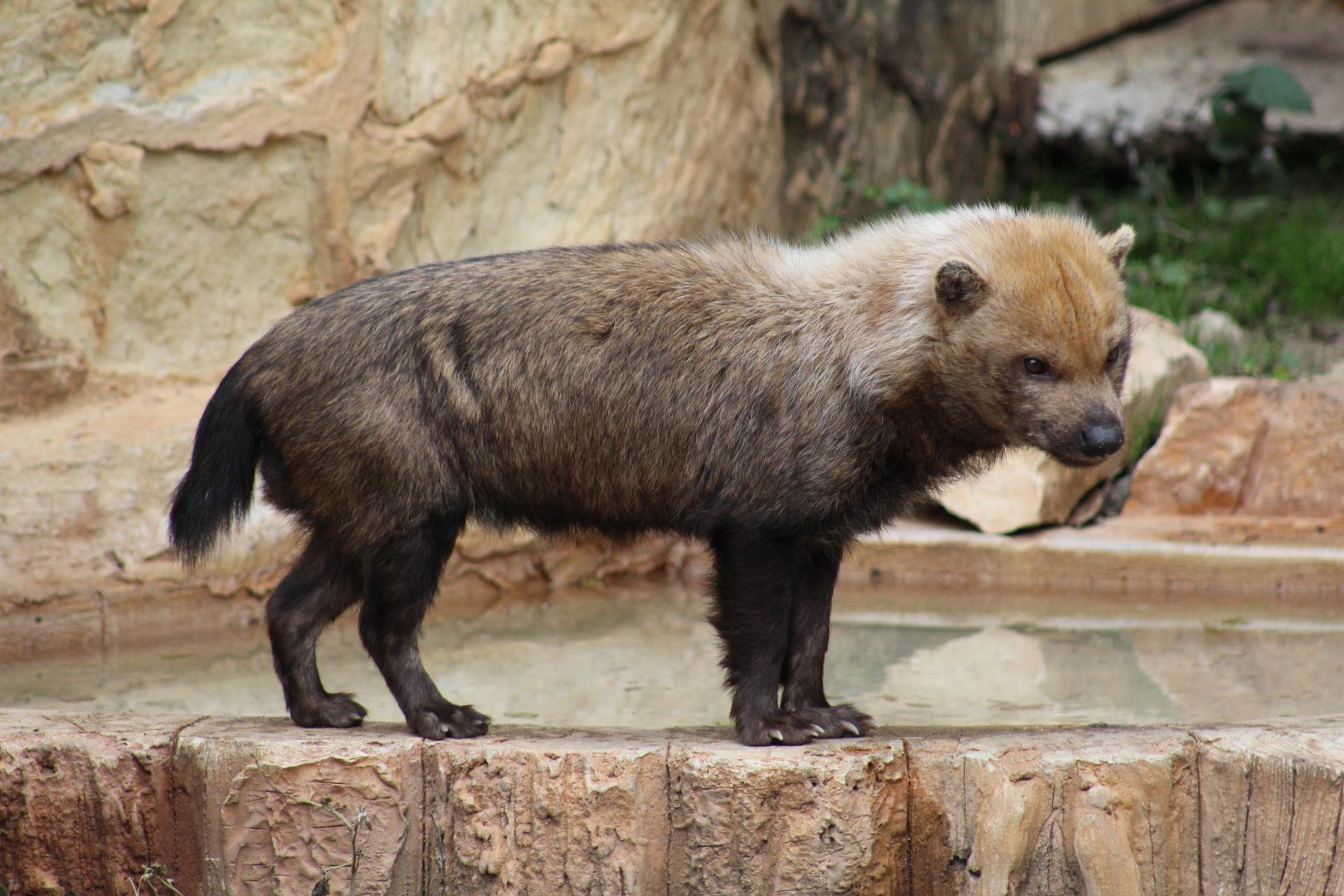 Bush Dog