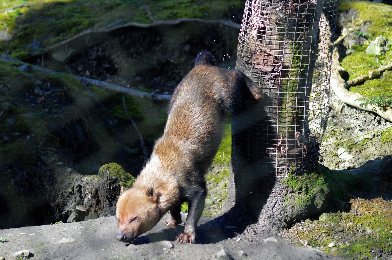 Bush dog