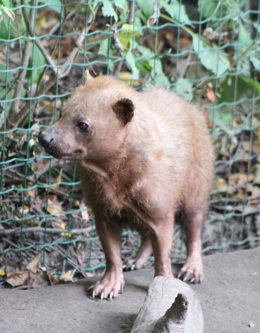 Bush dog