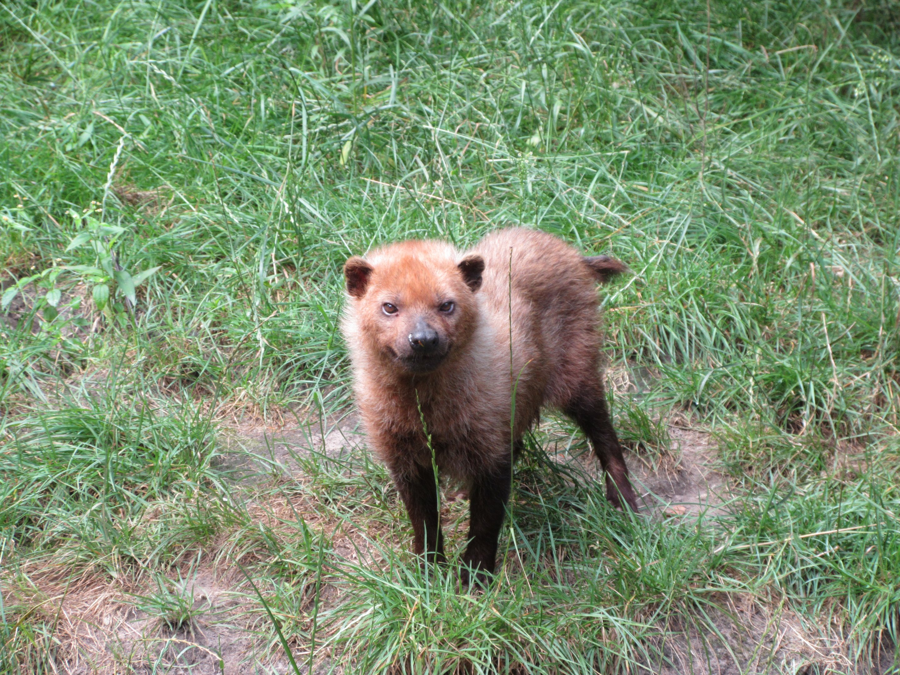 Bush Dog