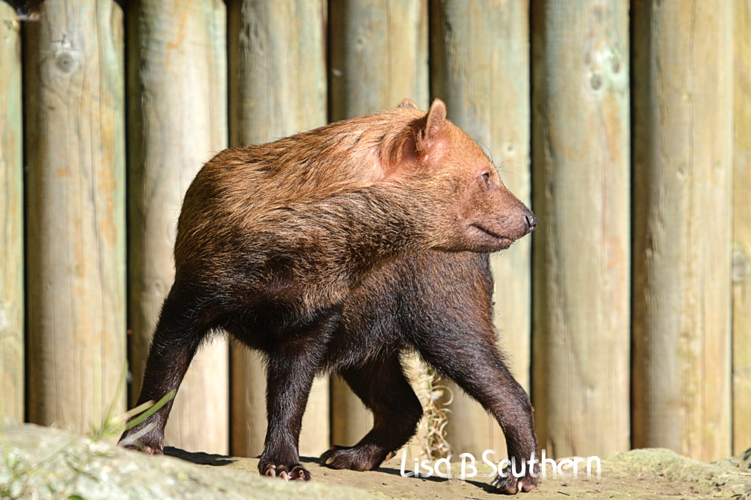 Bush Dog