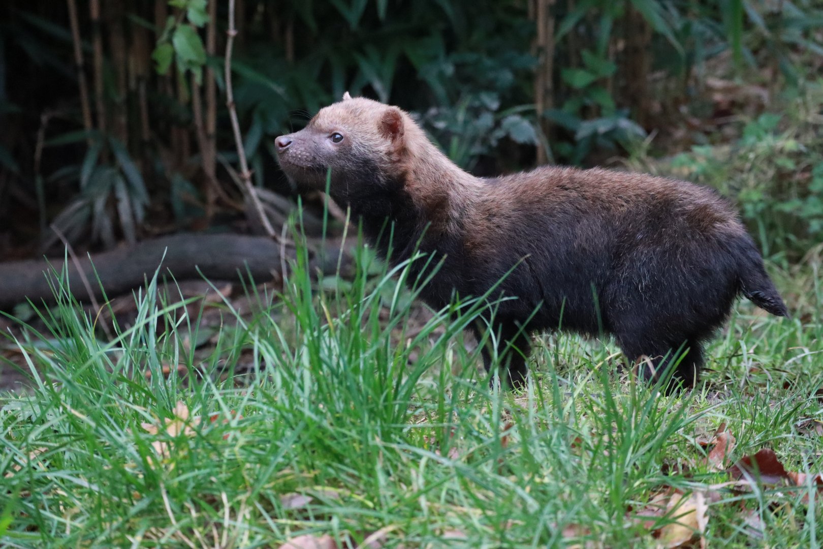 Bush dog