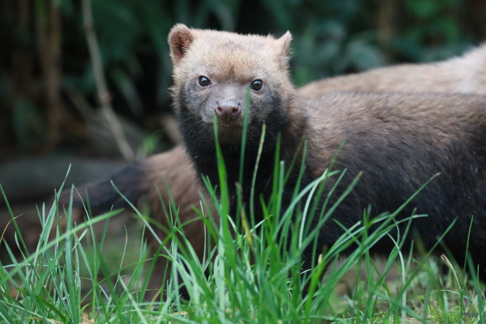 Bush dog