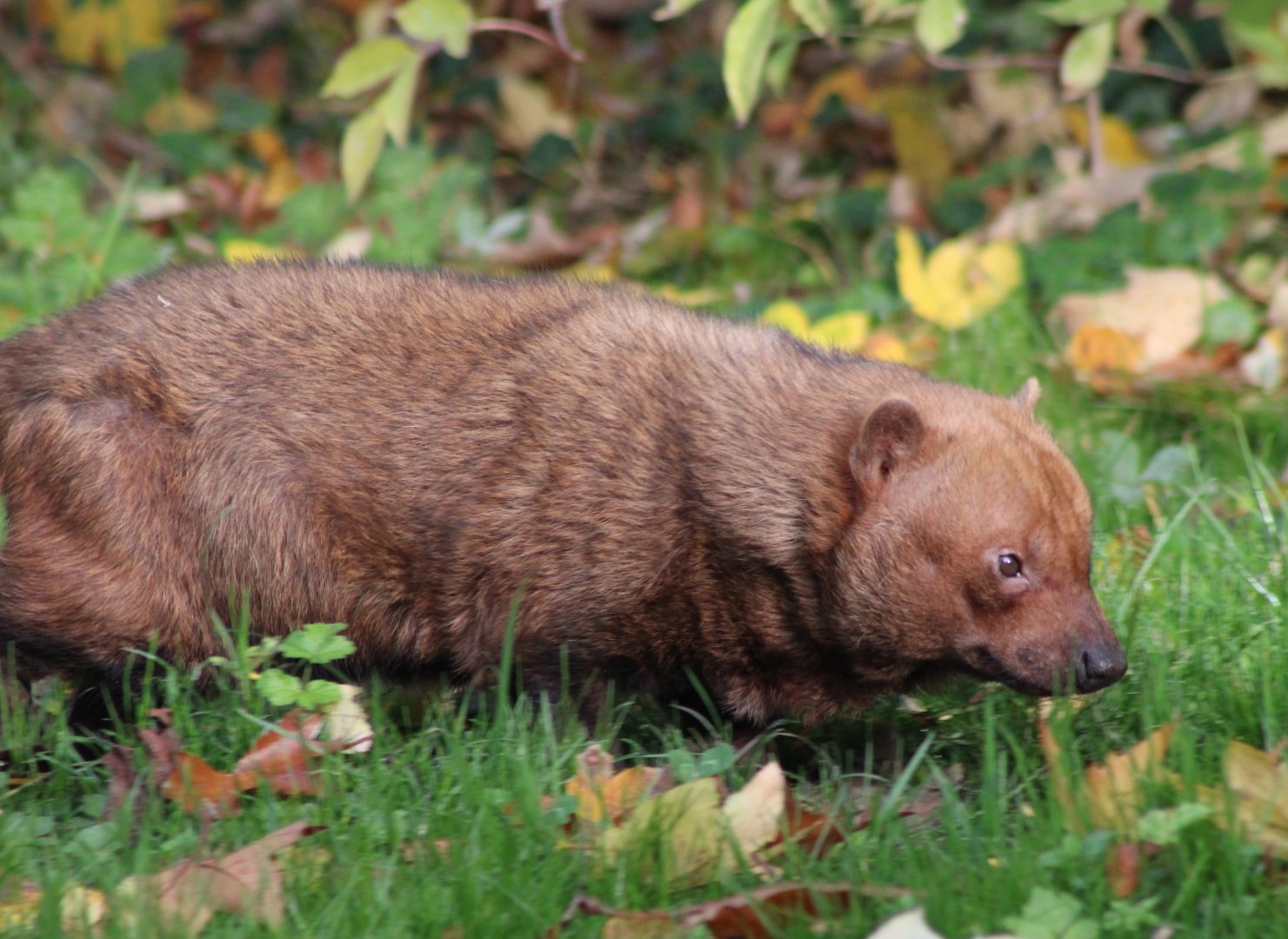 Bush dog