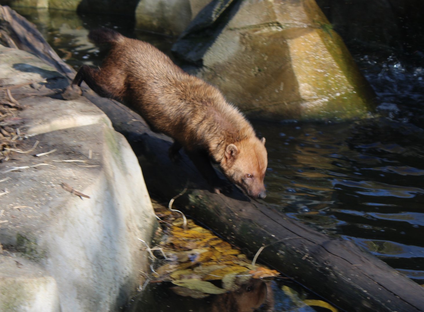Bush dog