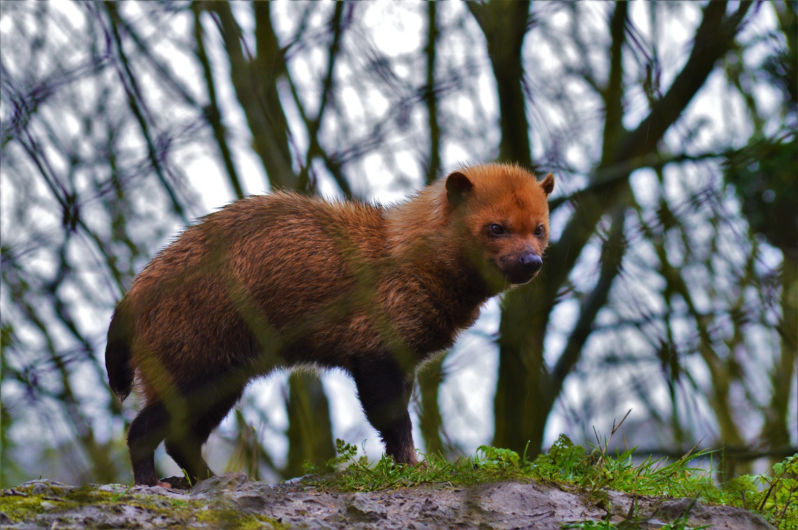 Bush dog