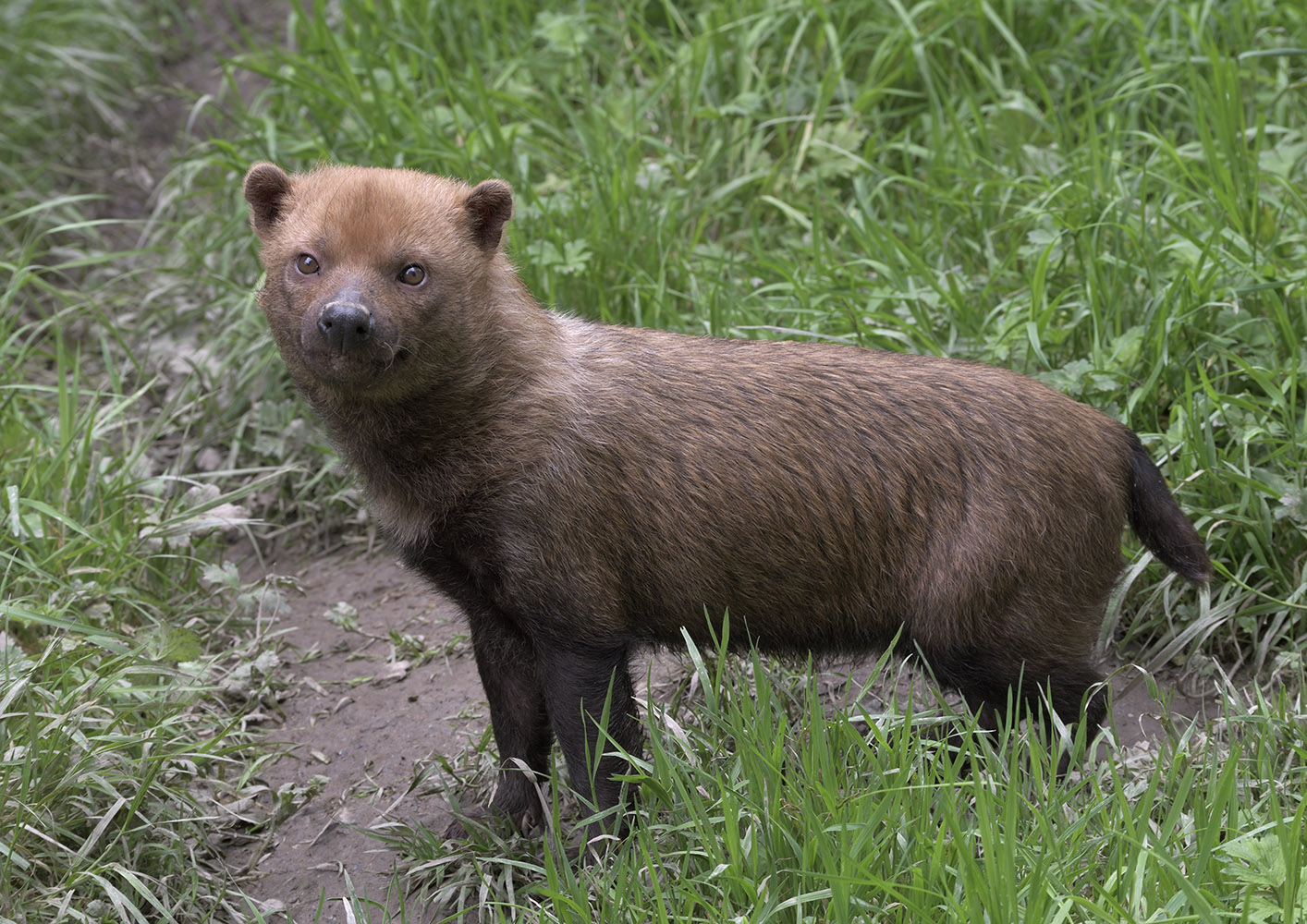 Bush dog