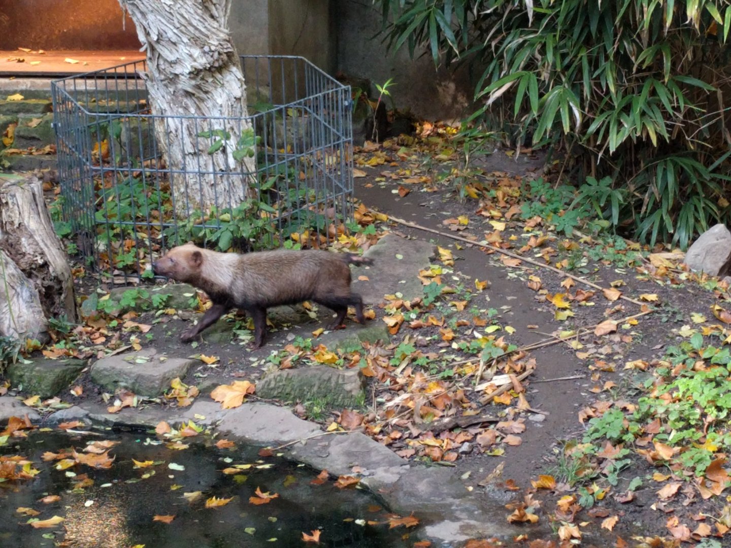 Bush dog