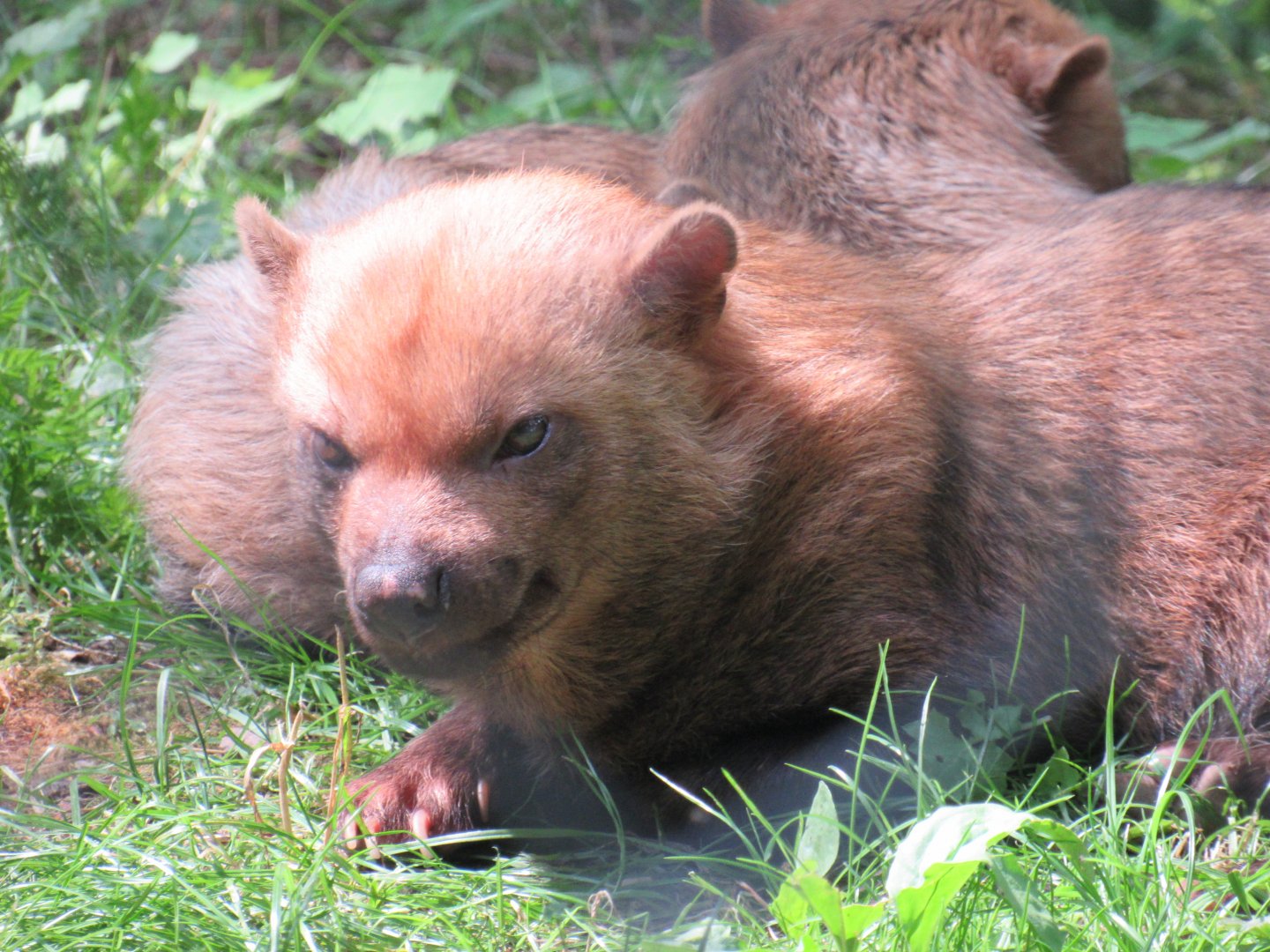 Bush Dog