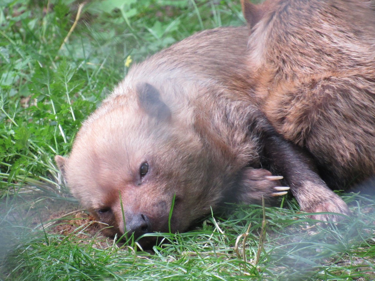 Bush Dog