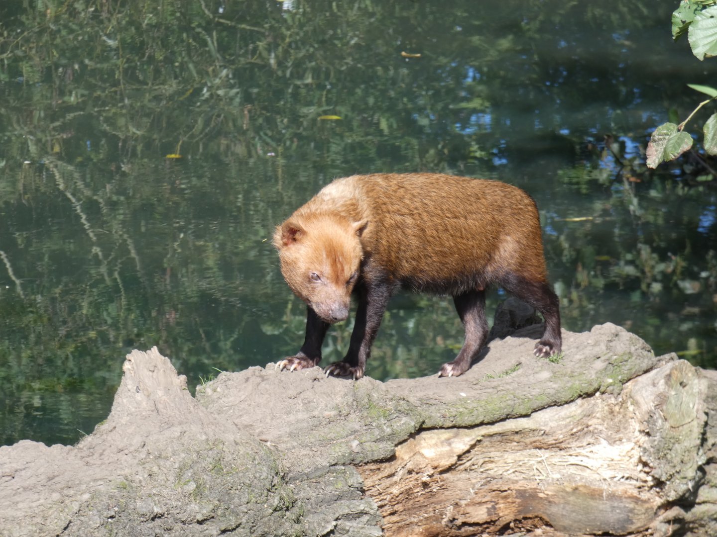 Bush dog