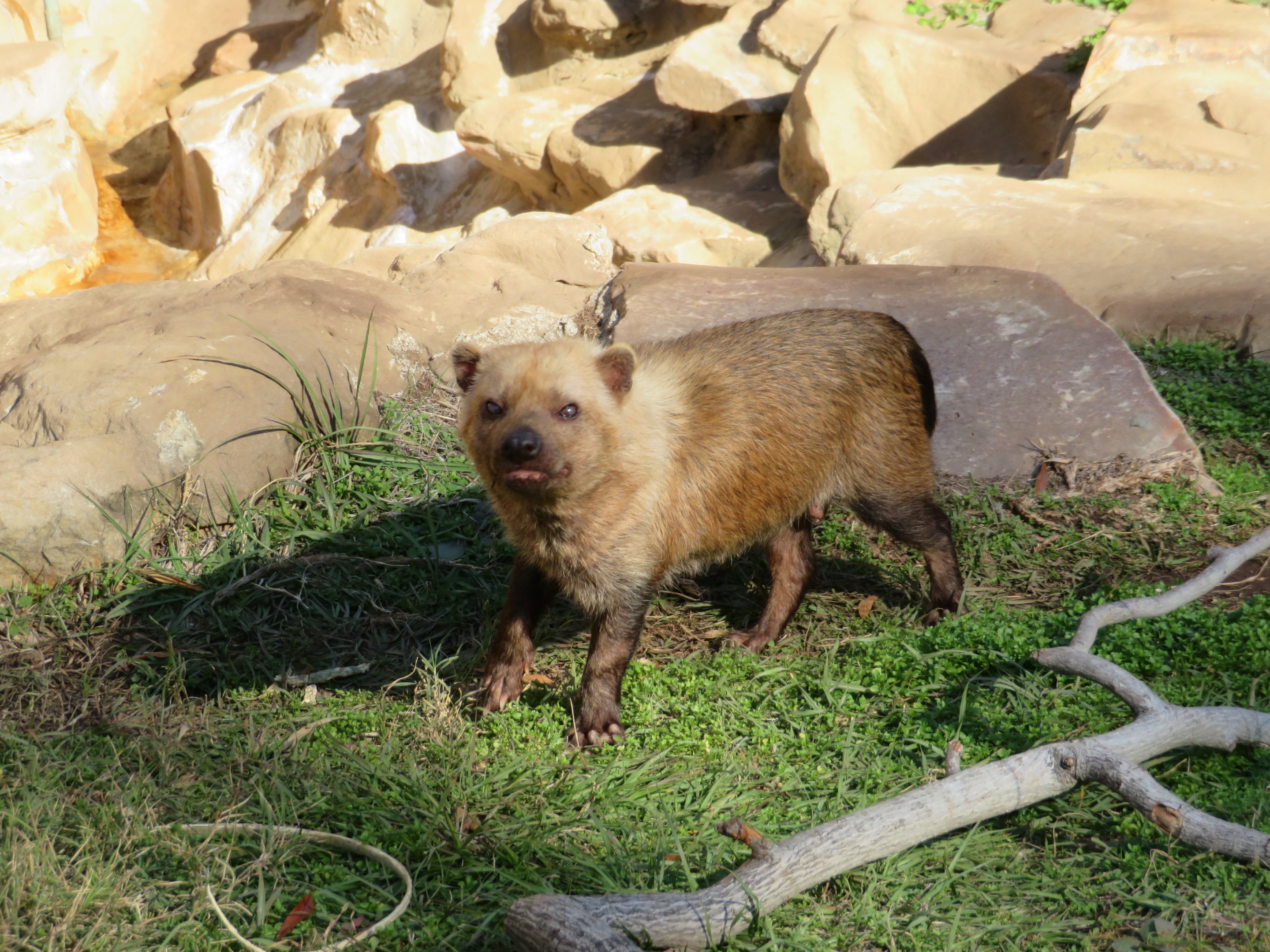 Bush Dog