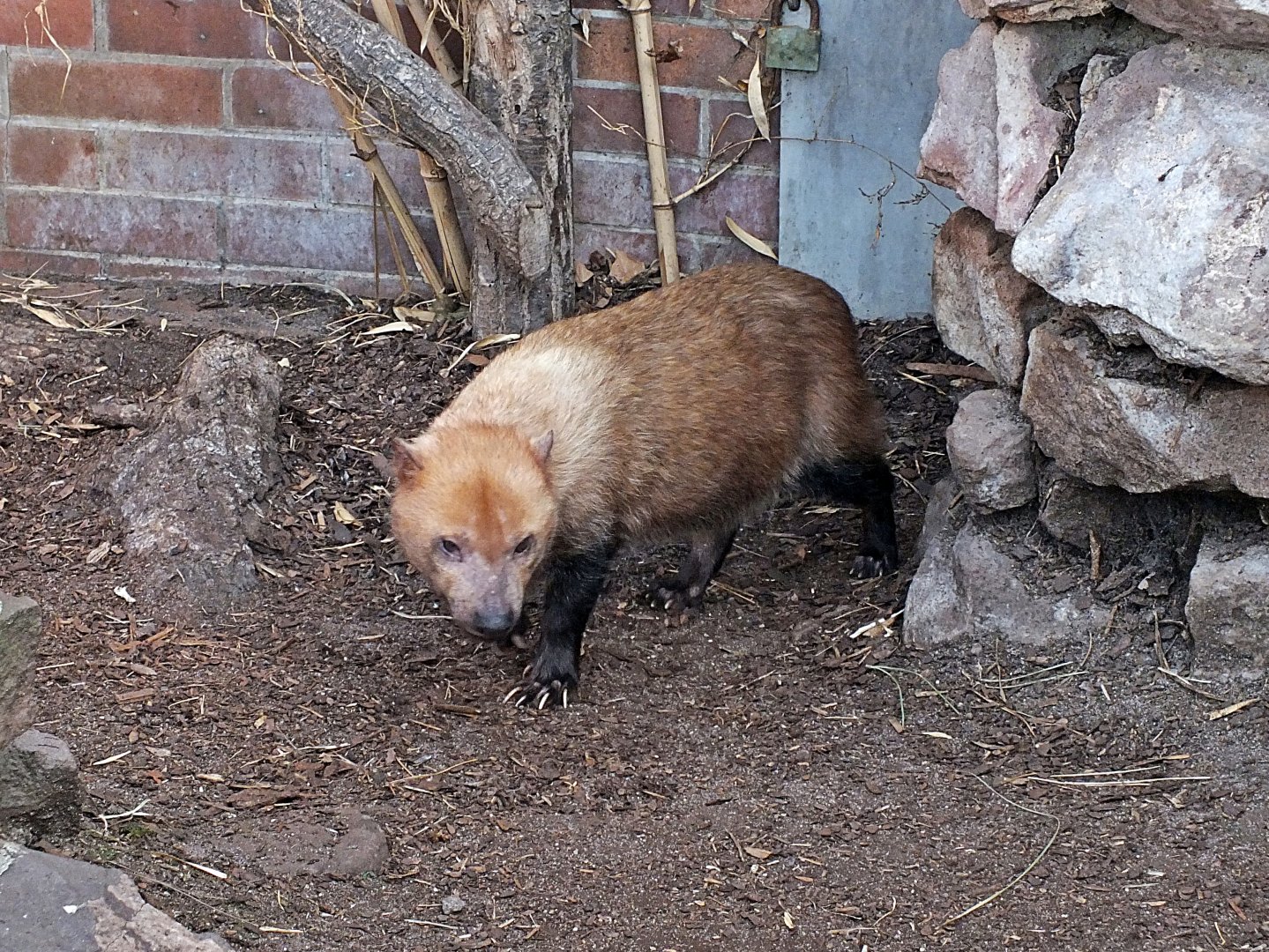 Bush dog