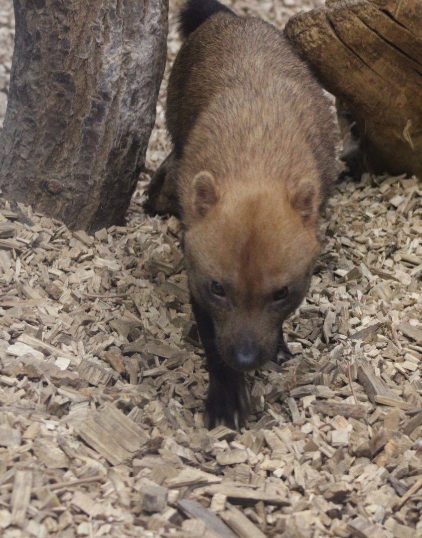 Bush dog