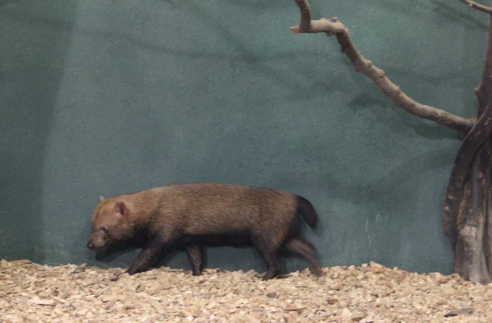 Bush dog