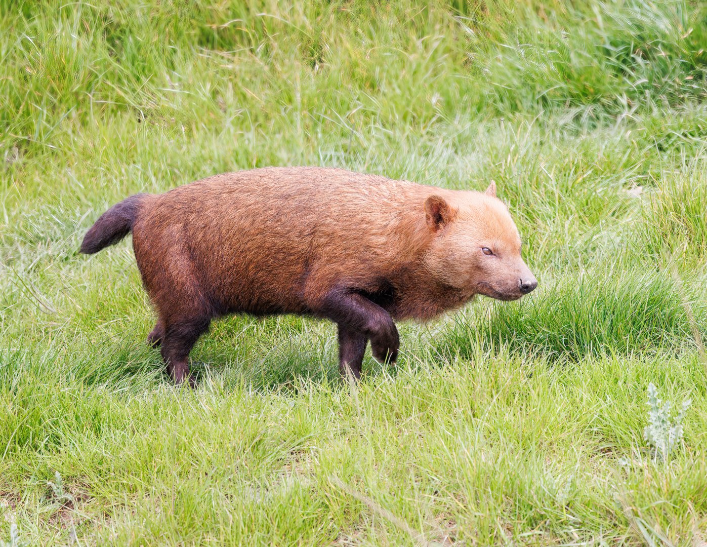 Bush Dog