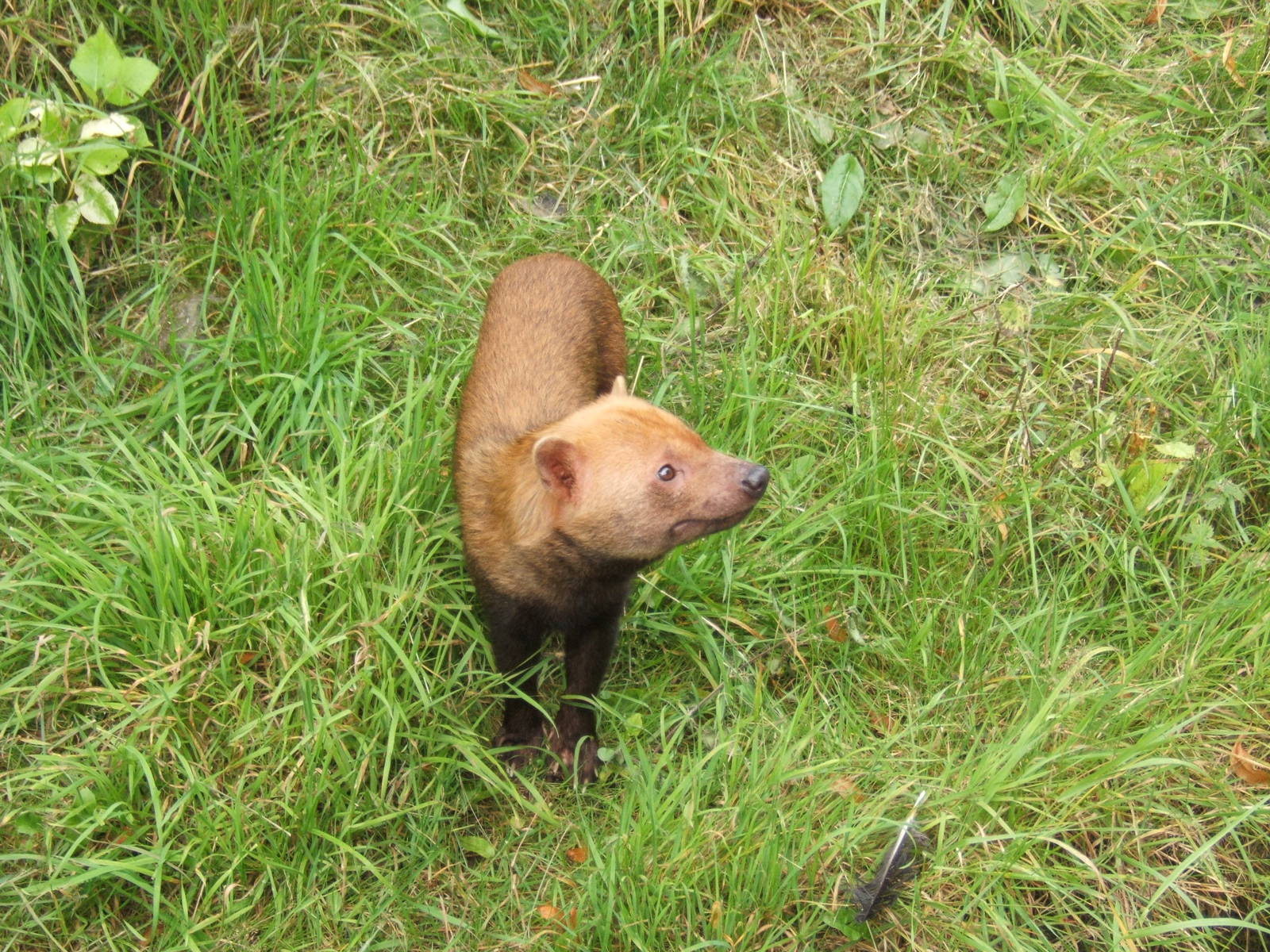 Bush Dog