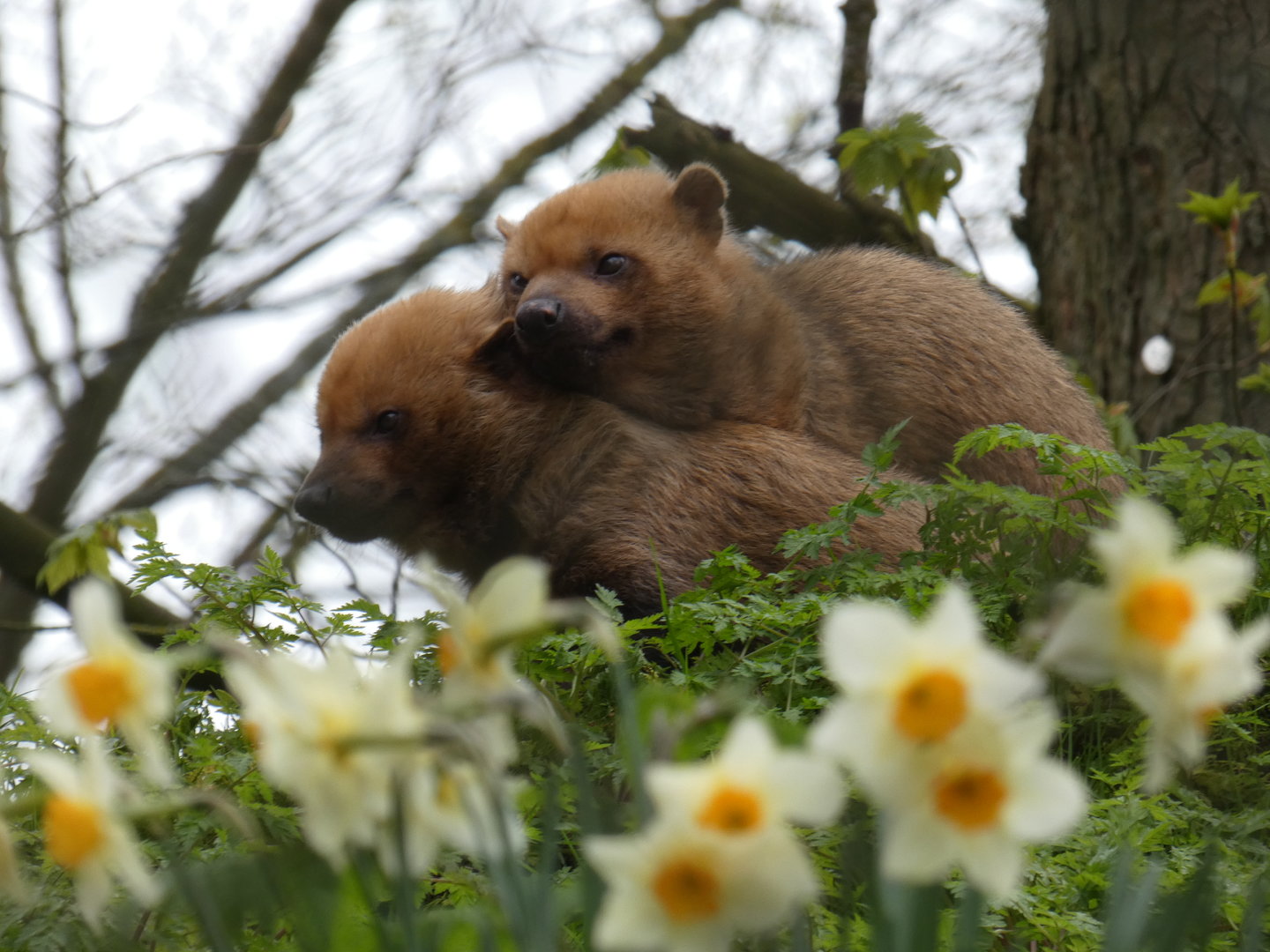 Bush dog