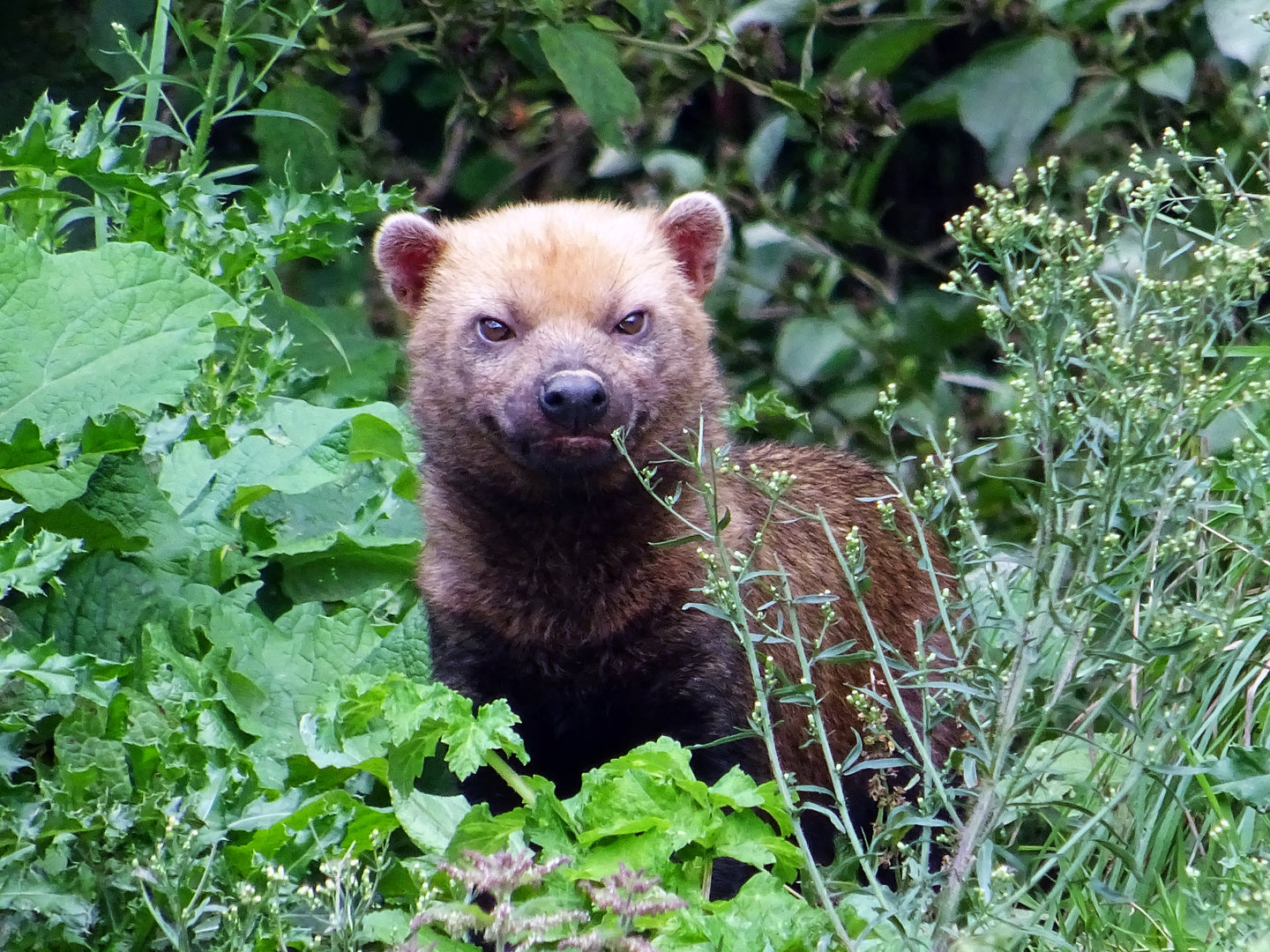 Bush Dog