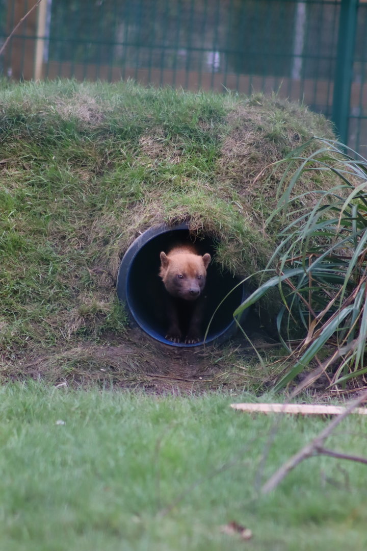 Bush Dog