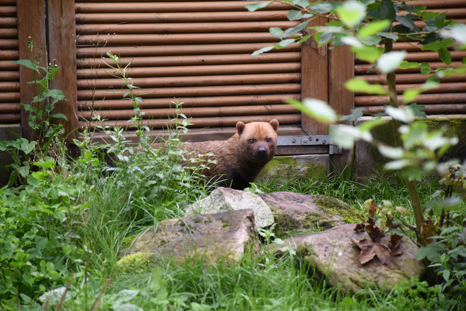 Bush dog