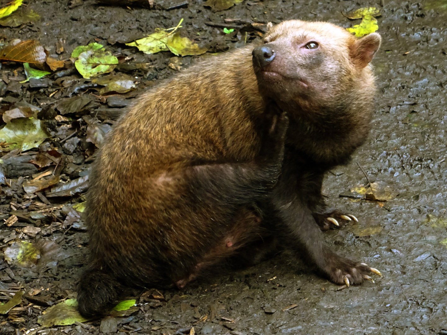 Bush Dog
