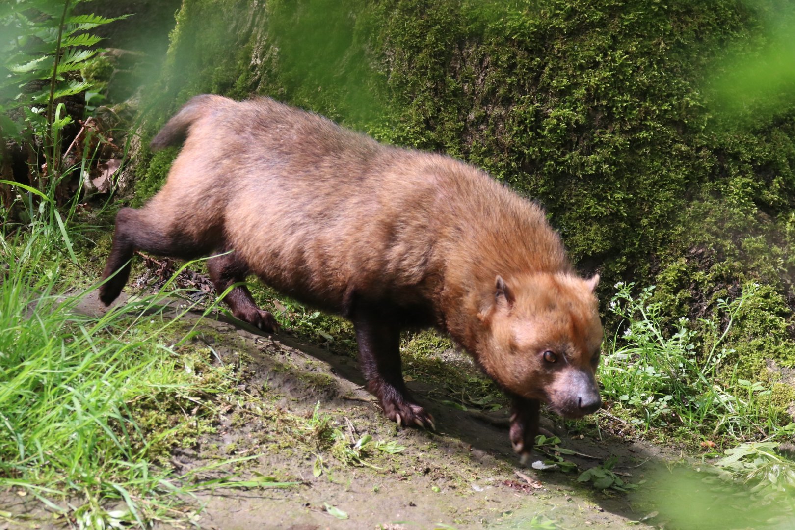 Bush dog