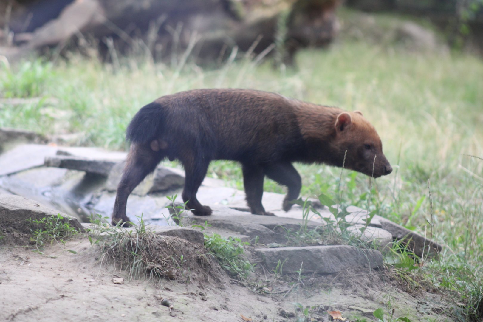 Bush Dog