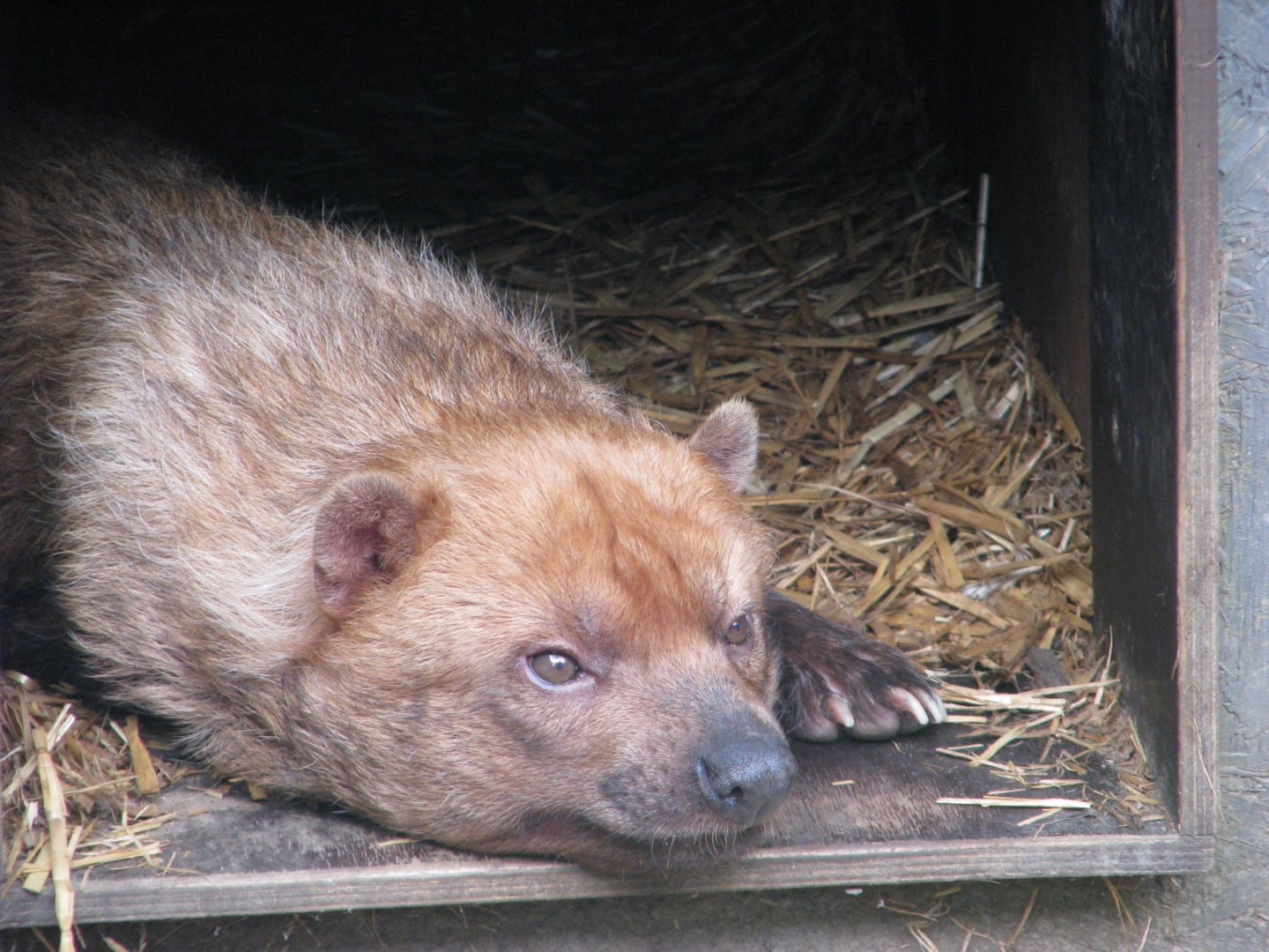 Bush dog