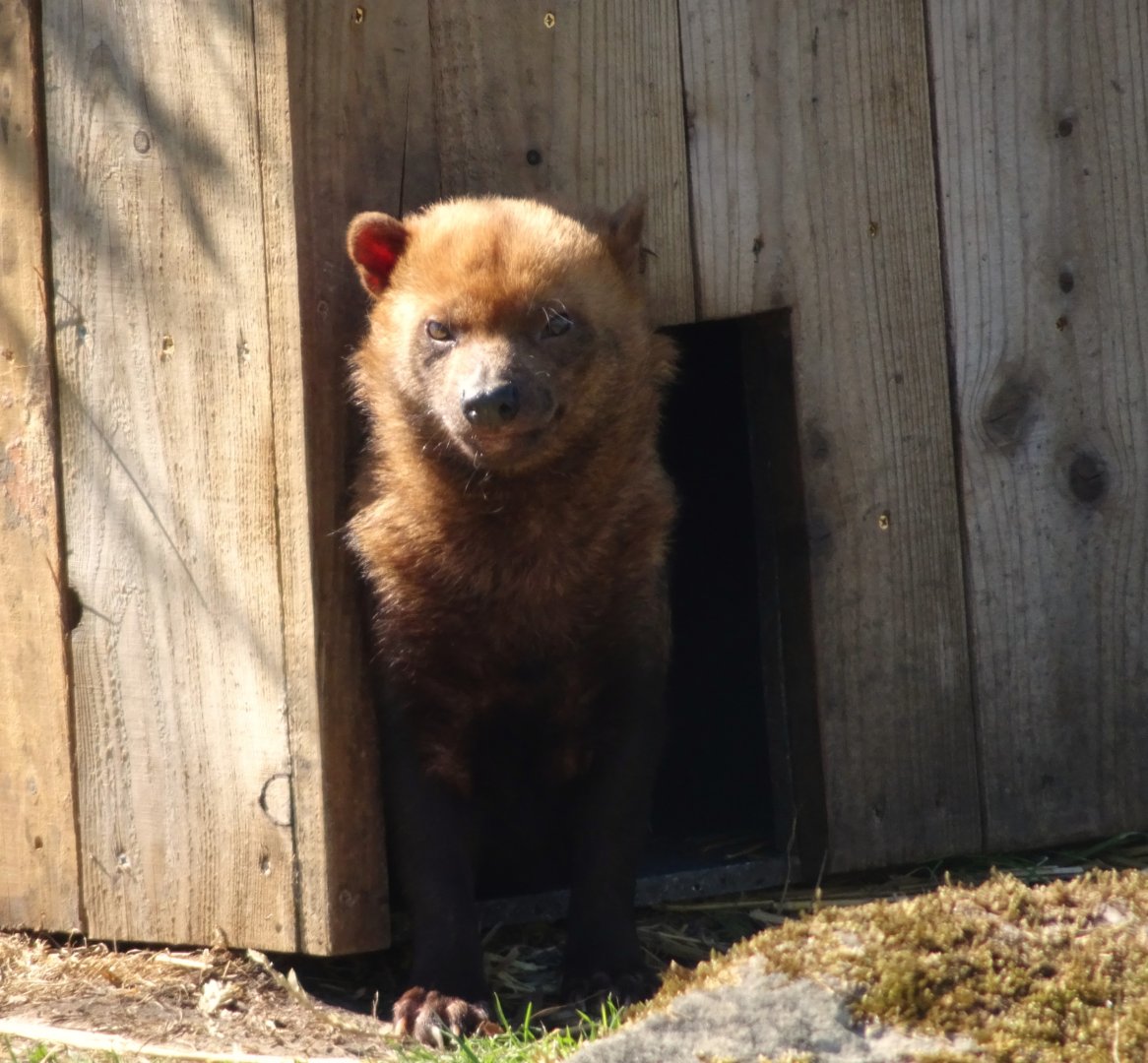 Bush Dog