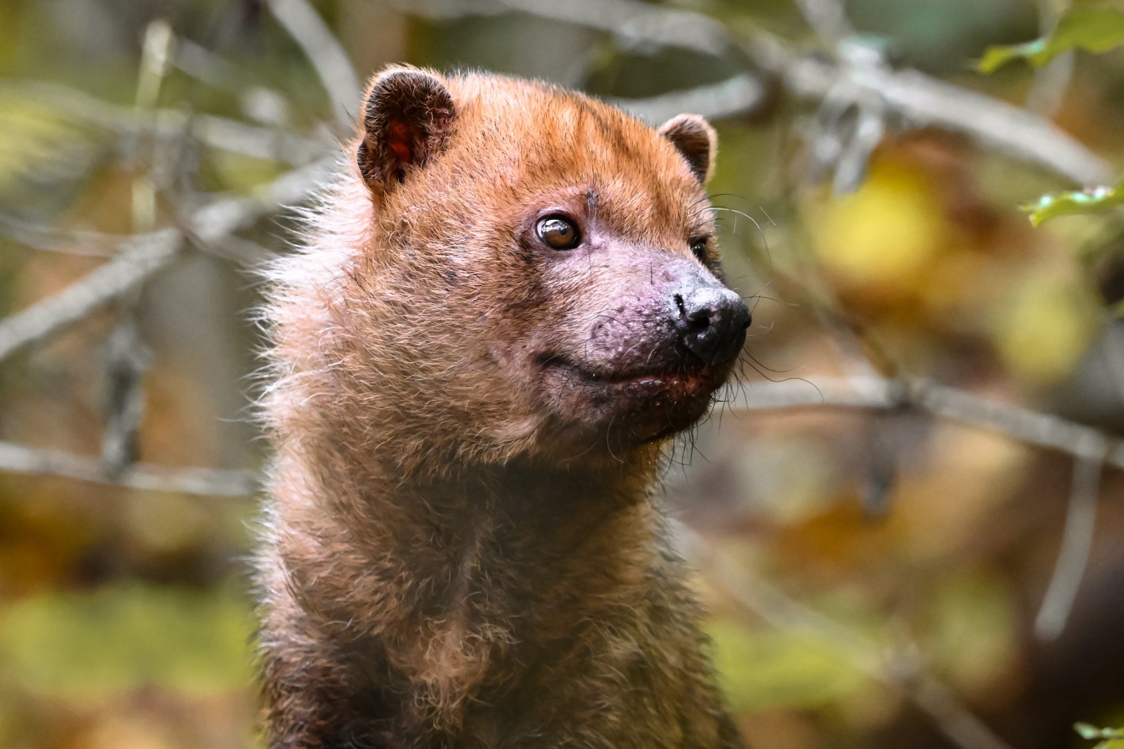 Bush dog