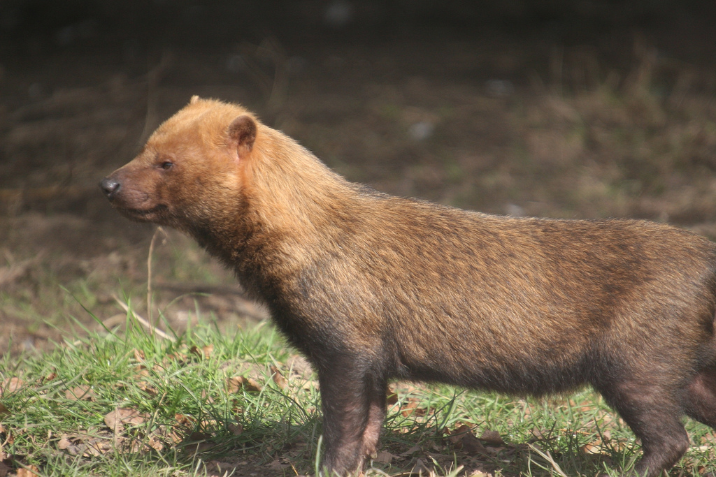 Bush Dog