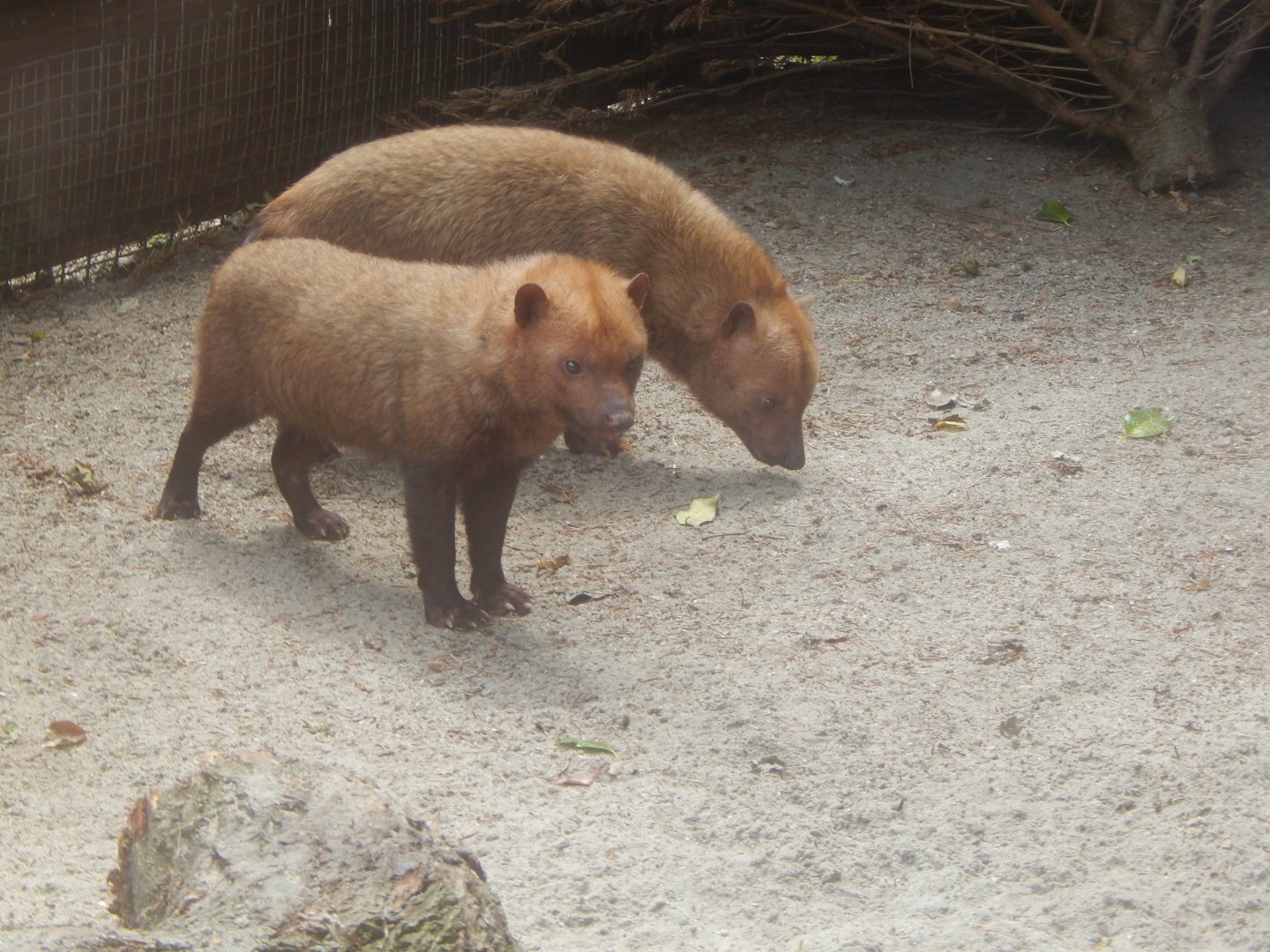 Bush dogs 060625