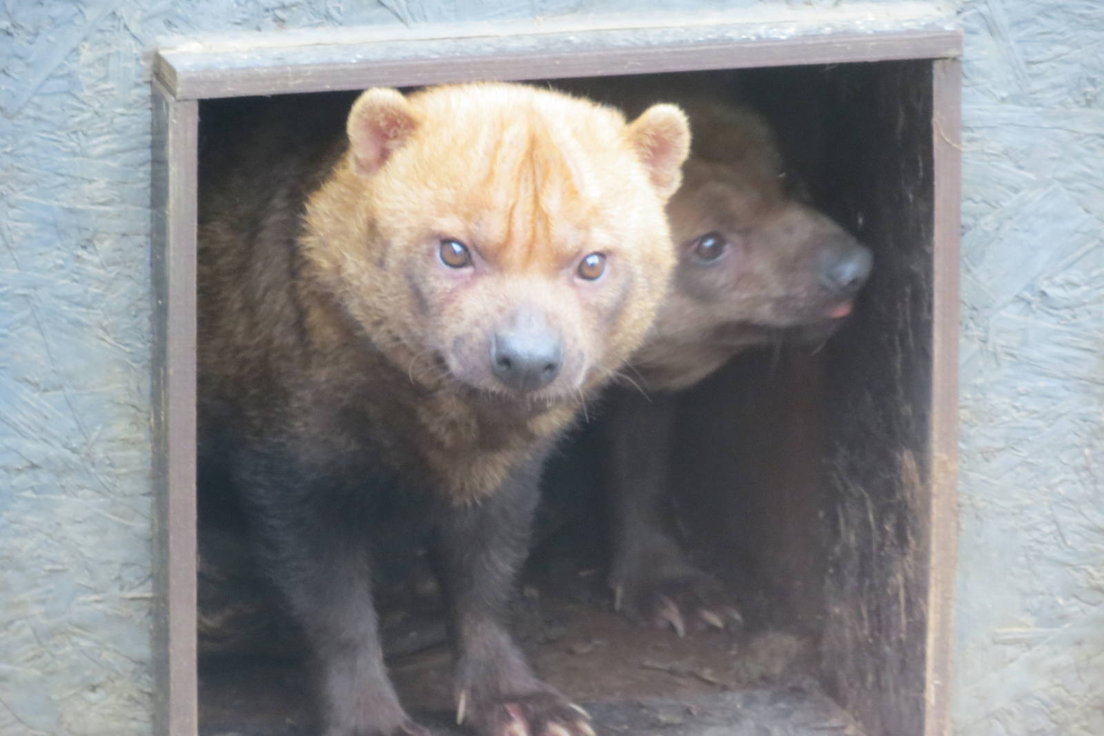 Bush Dogs 10/14