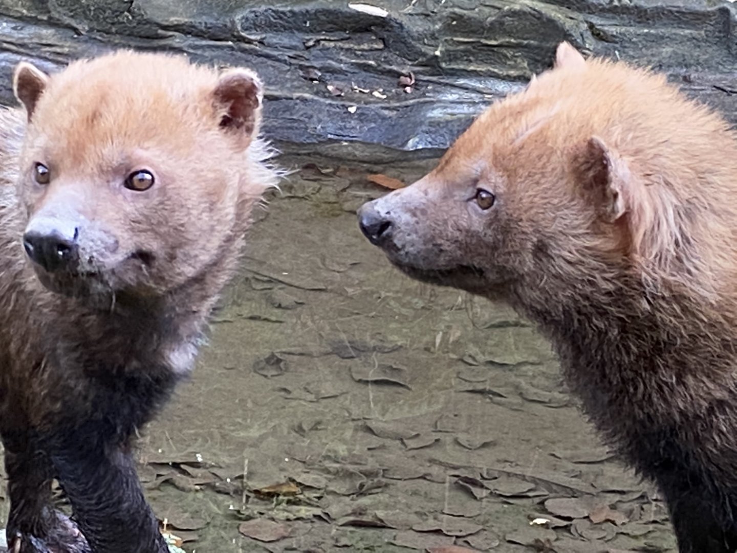 Bush dogs 101119