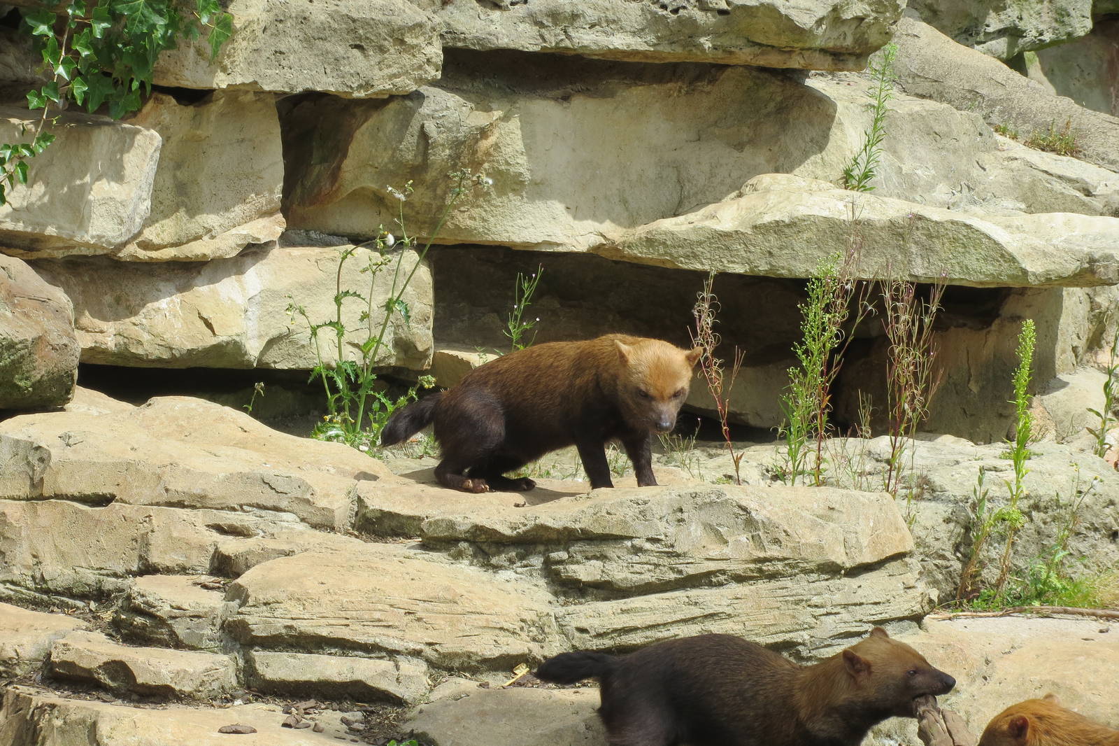 Bush Dogs 110715