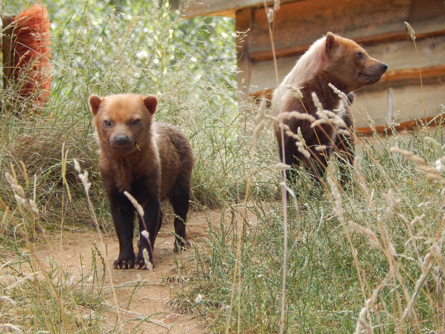 Bush dogs 110722